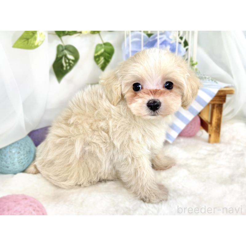 成約済の滋賀県のマルプー:マルチーズ×トイプードル-411744の3枚目